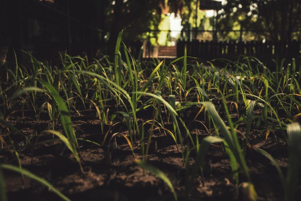 Industrias Peñoles en la mesa, con nutrientes esenciales